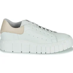 Sweet Lemon - PLANTO