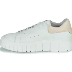 Sweet Lemon - PLANTO